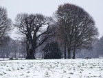 Kroezeboom met Landkruis Heilig Hartkapel